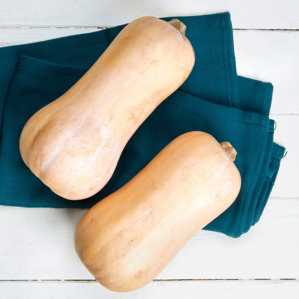 Kürbis Butternut