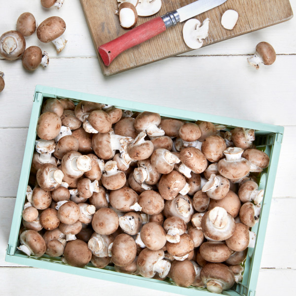 Champignon rose