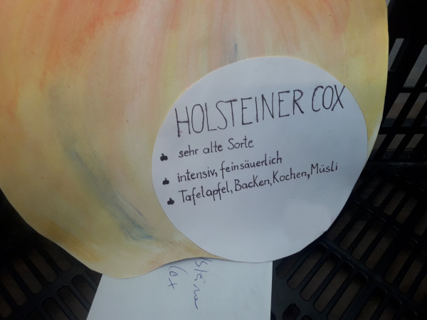 Holsteiner Cox aus Altenoythe, Äpfel 2kg