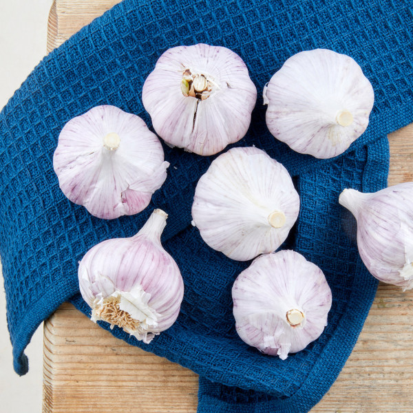 Knoblauch getr.