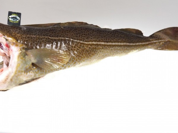 Skrei - Winterkabeljau ganz ohne Kopf frisch 2,5 kg