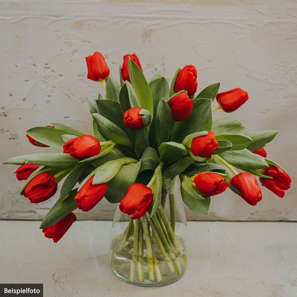 20er-Tulpenbund "Rot"