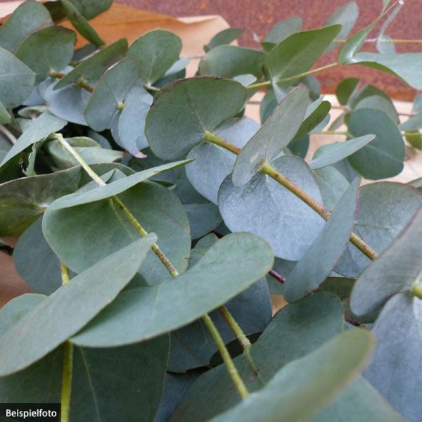 Eukalyptus cinarea im Bund