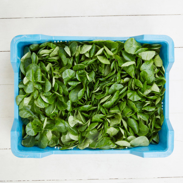 Feldsalat