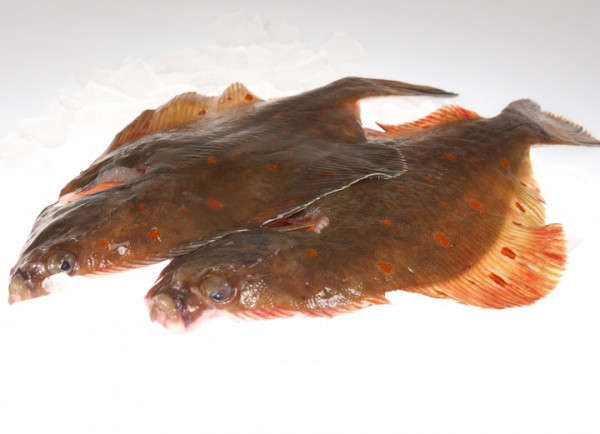 Scholle mit Kopf frisch (4-600g)