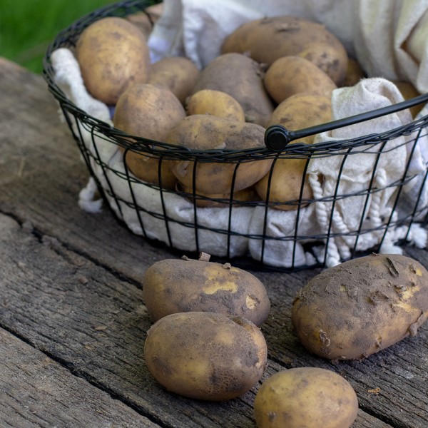 Kartoffeln Frühkartoffel "Glorietta" festkochend
