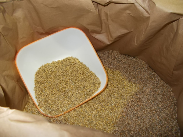 Weizen 1kg, direkt vom Hof, ungespritzt u.gut gereinigt, z.Backen, für Mehl o. Sprossen-Copy