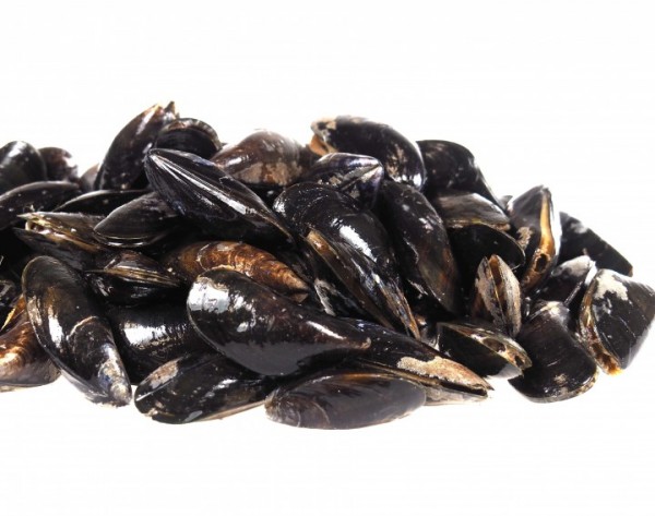 Miesmuscheln "Fischers Premium" frisch 1 kg Paket
