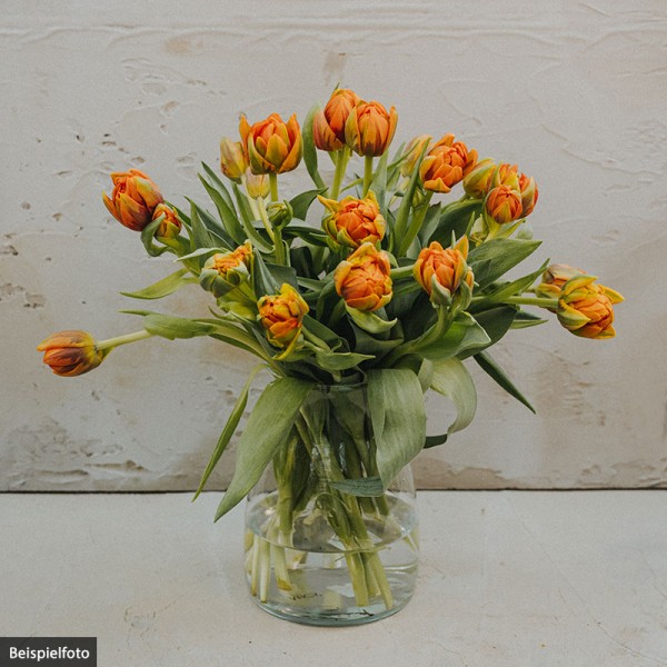 20er-Tulpenbund "Orange"