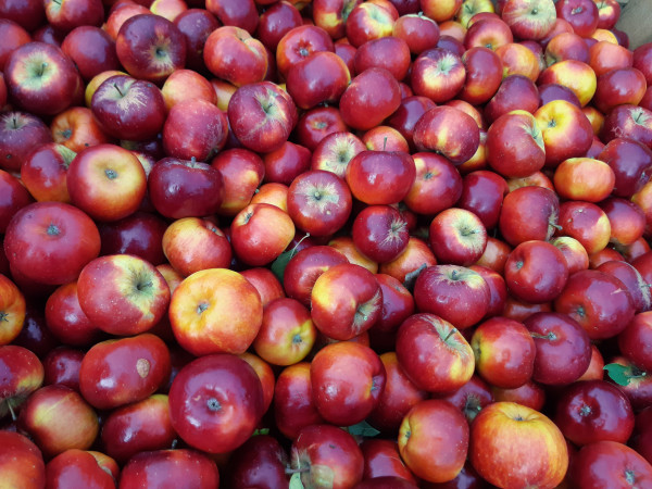 Topaz aus Altenoythe, Äpfel 2kg