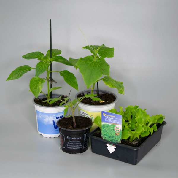 „Grow your own“ – Pflanzen Box (light-Variante)