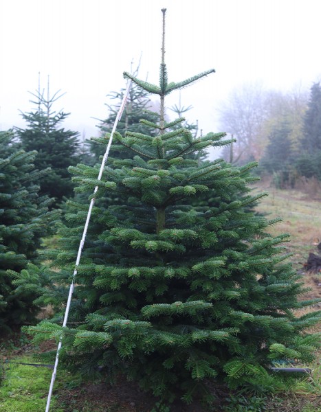 Tannenbaum "JIMMY" 1,5- 2 m