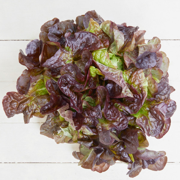 Eichblattsalat