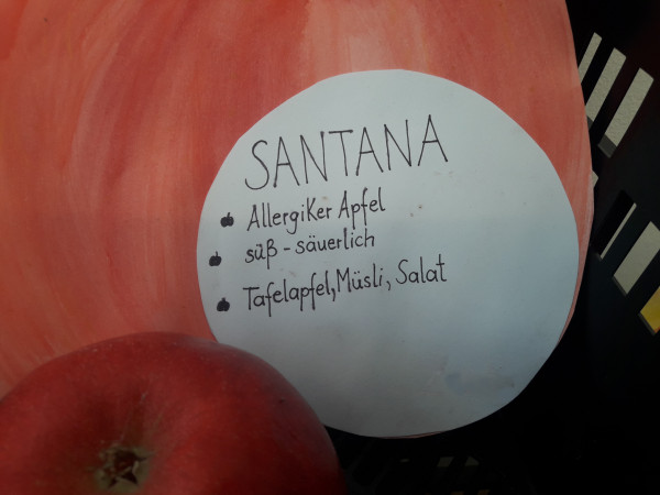 Santana aus Altenoythe, Äpfel 2kg