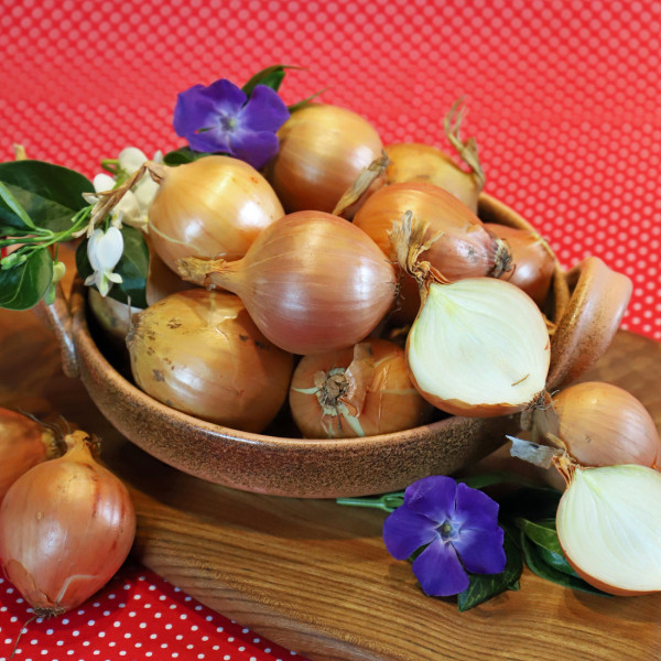 Zwiebel, weiß