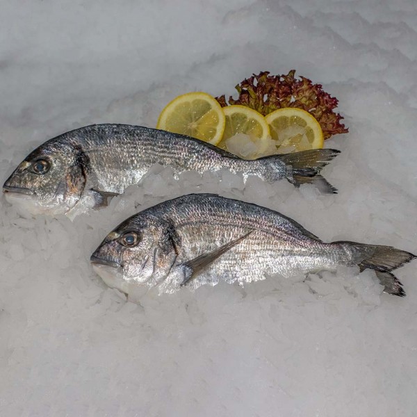 Dorade im ganzen auf Eis mit Zitrone