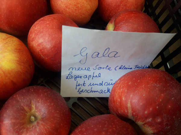 Gala aus Altenoythe, Äpfel 2kg