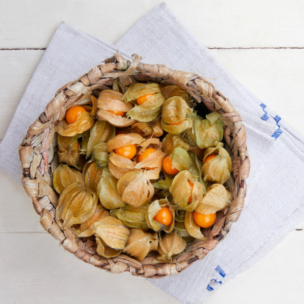 Physalis